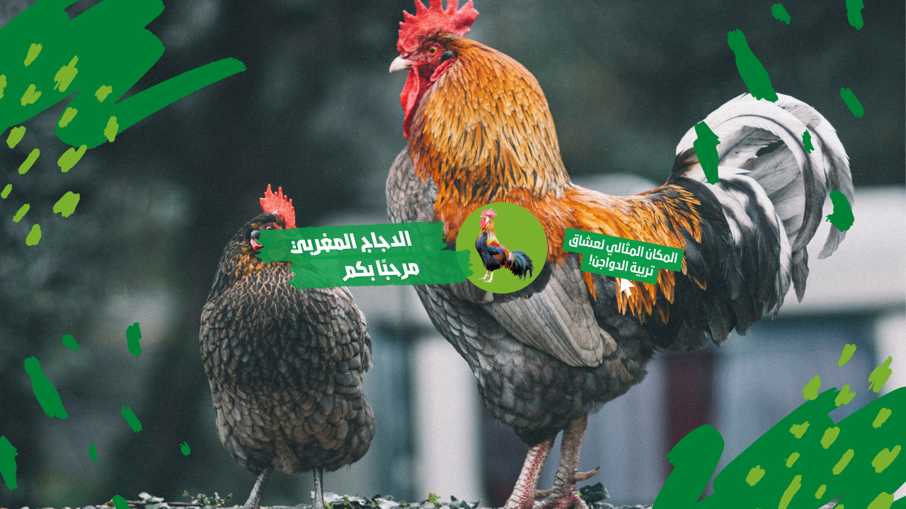 الخطوة الأولى في تربية الدجاج للمبتدئين