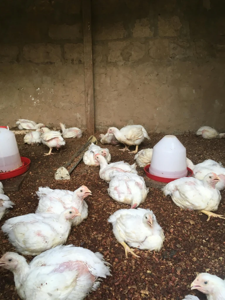 Broiler chicken