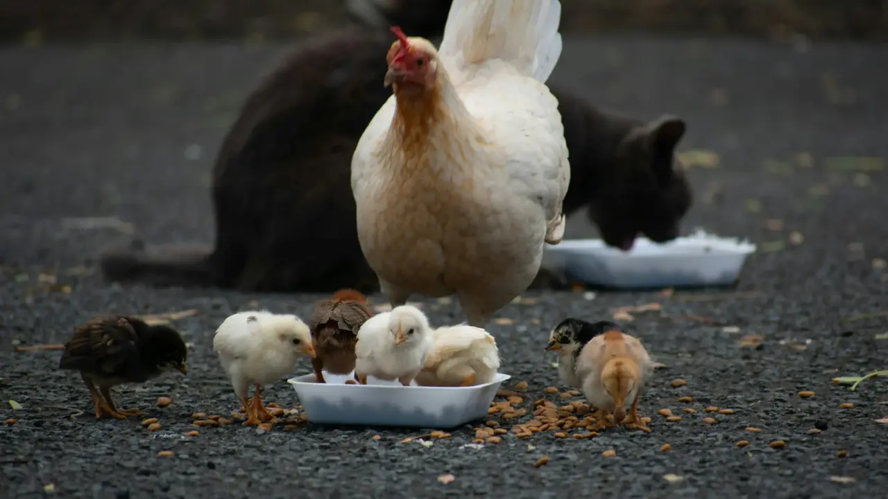 ما هو أفضل علف للدجاج؟ دليل شامل لاختيار الغذاء المثالي لتحقيق أعلى إنتاجية