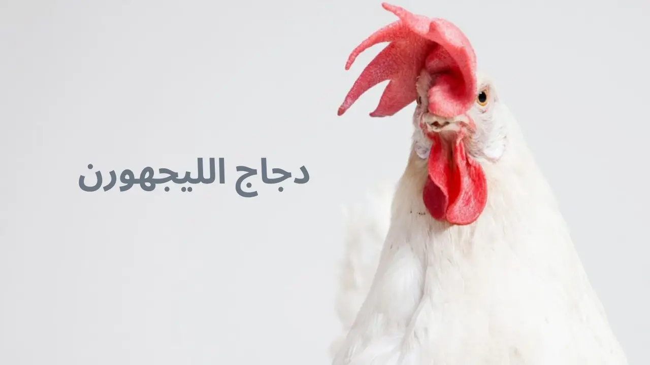 دجاج الليجهورن هو الأفضل لإنتاج البيض بكفاءة! تعرف على مميزاته وطرق تربيته وإنتاجه