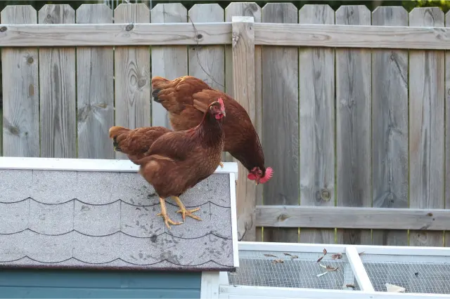 ريد آيلاند (Rhode Island Red)
