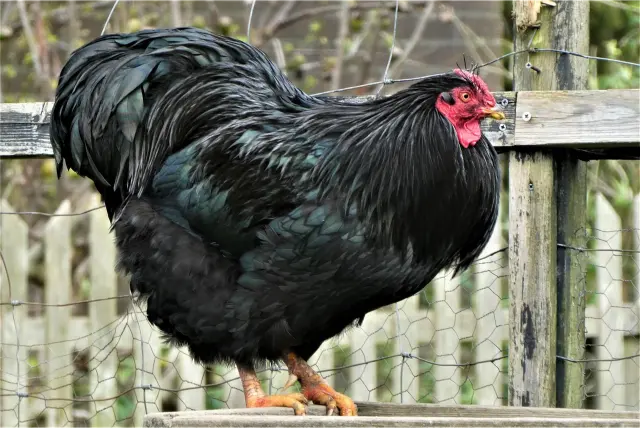 أسترالورب (Australorp)