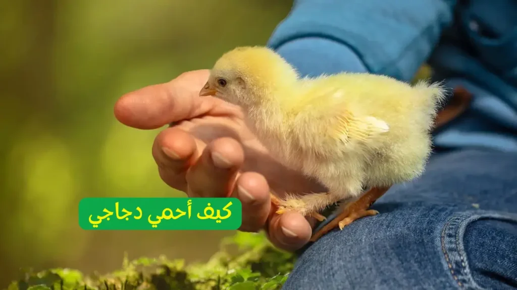 حماية الطيور من العدوى