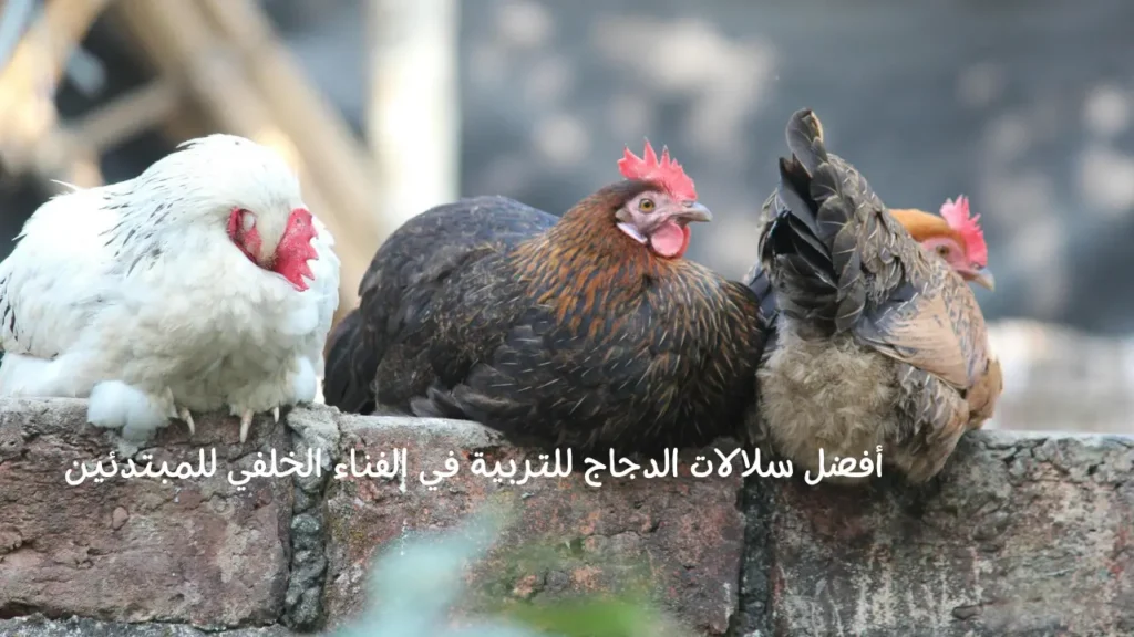 أفضل سلالات الدجاج للتربية في الفناء الخلفي للمبتدئين