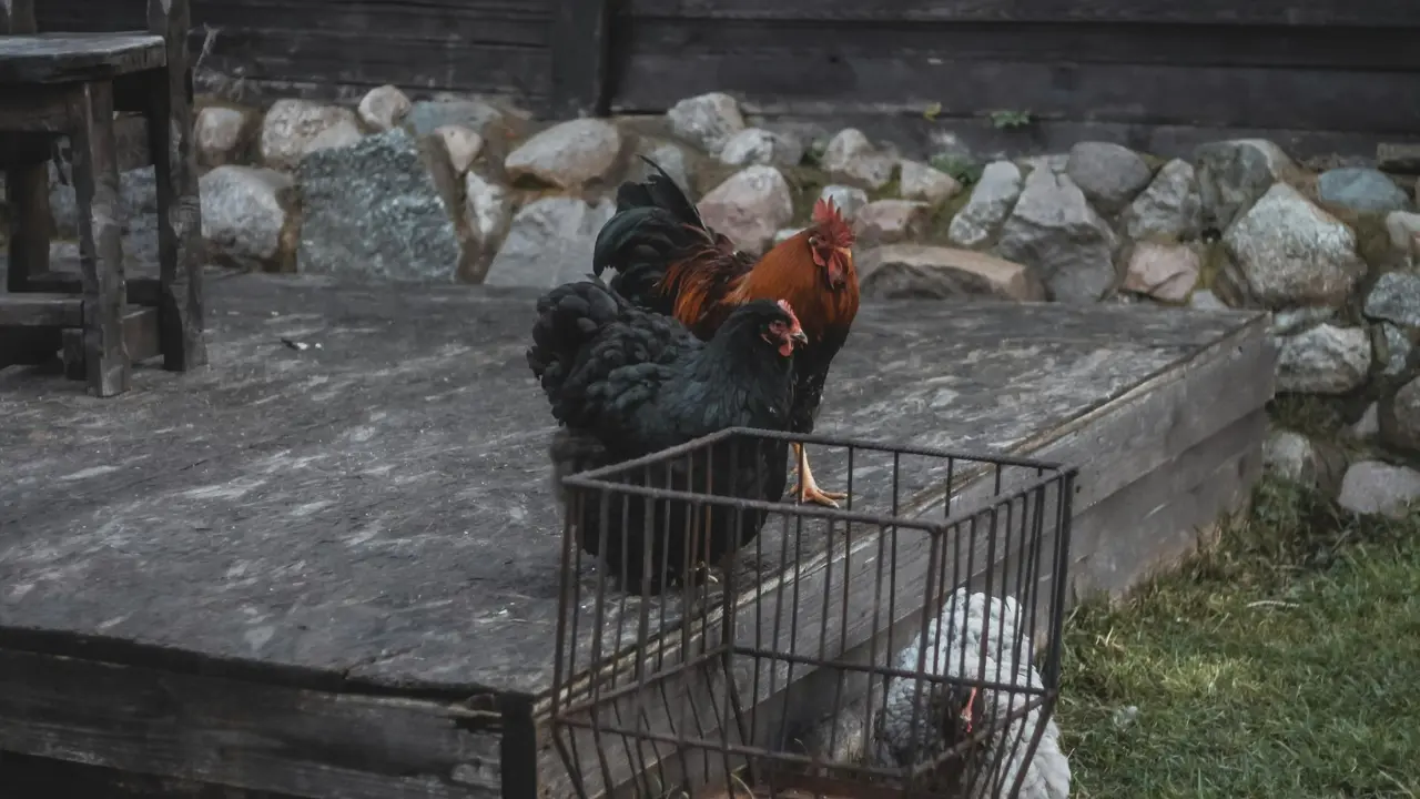 أفضل سلالات الدجاج للتربية في الفناء الخلفي للمبتدئين