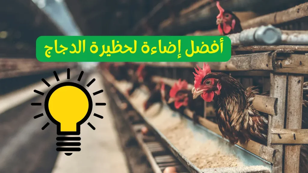 إضاءة حظيرة الدجاج السر الخفي لزيادة إنتاج البيض يوميًا