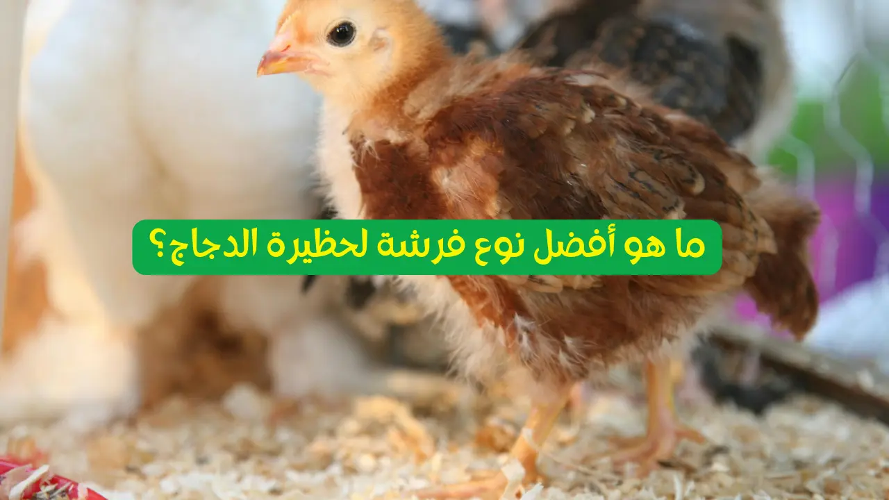 فرشة حظيرة الدجاج: أفضل أنواع الفرشة لراحة ونظافة مثالية