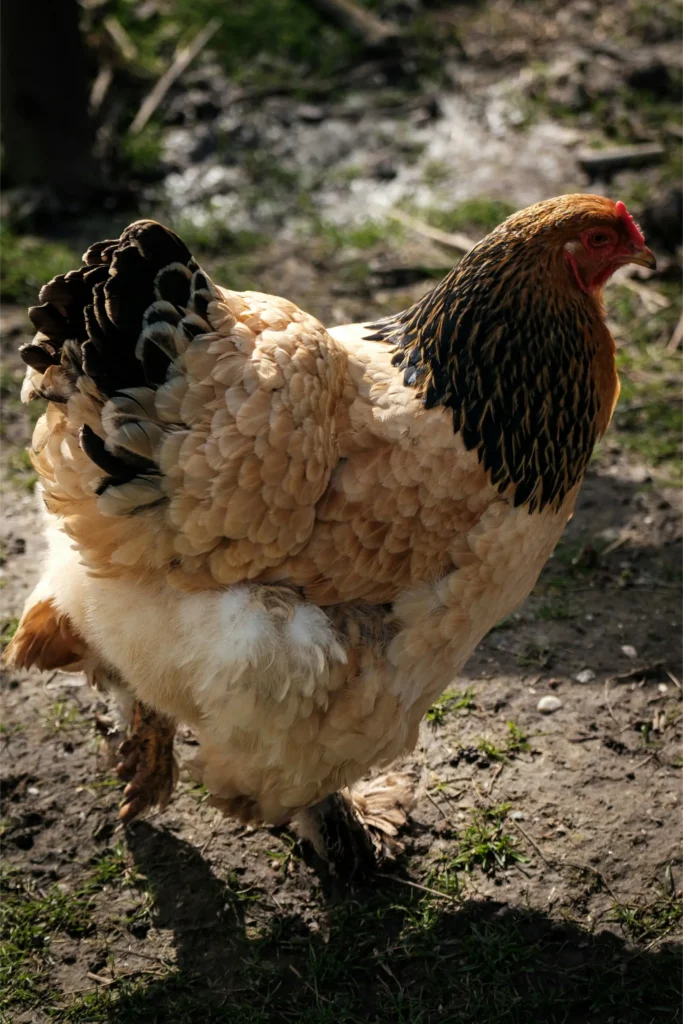 sussex chicken