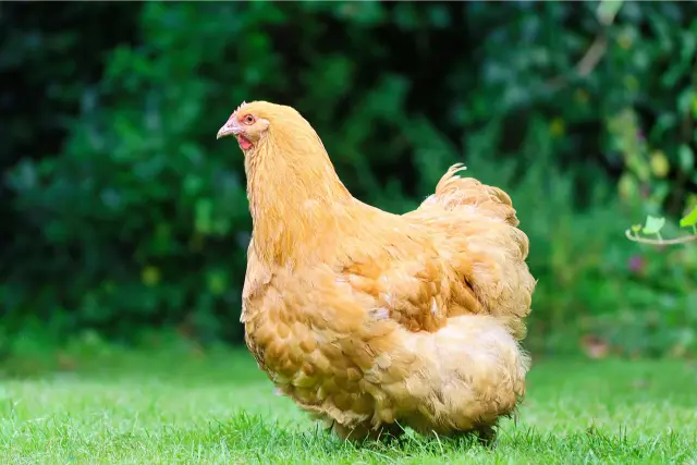 ✅ أوربنجتون الذهبي (Buff Orpington)