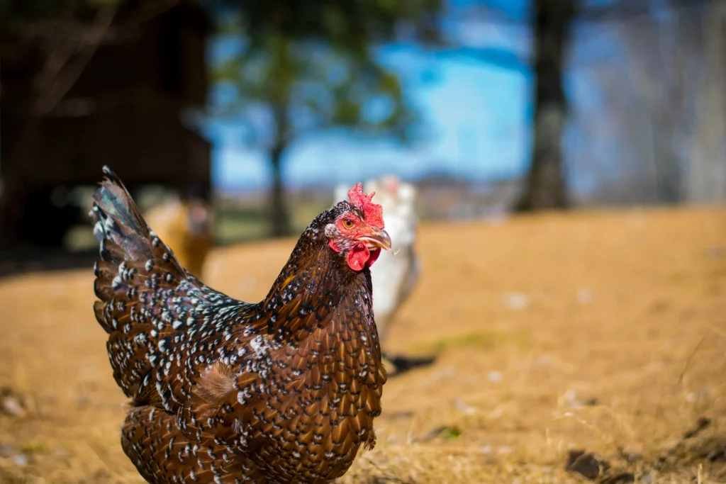 sussex chicken