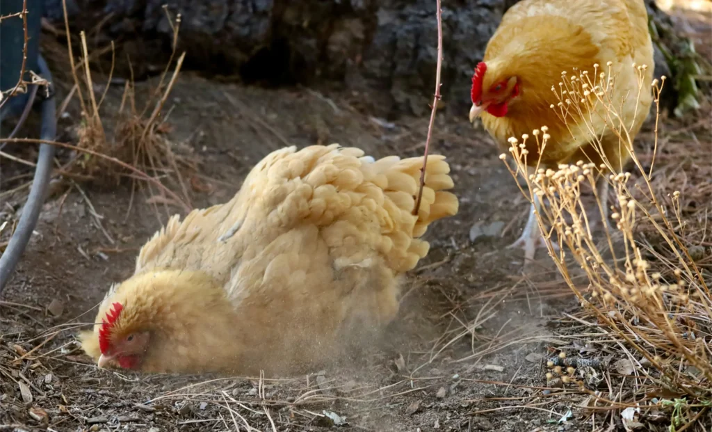 sussex chicken
