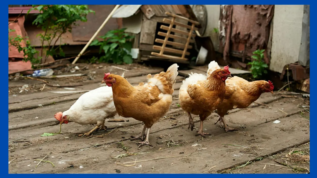 كيفية تربية الدجاج نصائح وإرشادات شاملة