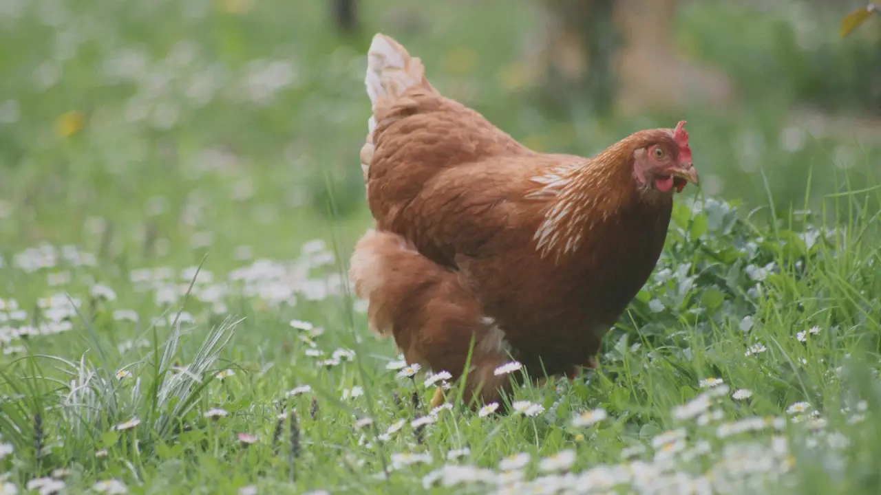 مشروع تربية الدجاج البلدي في المغرب دليل شامل