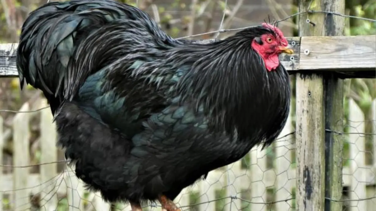 ما هو دجاج الأسترالورب؟ سلالة مميزة لإنتاج البيض واللحم