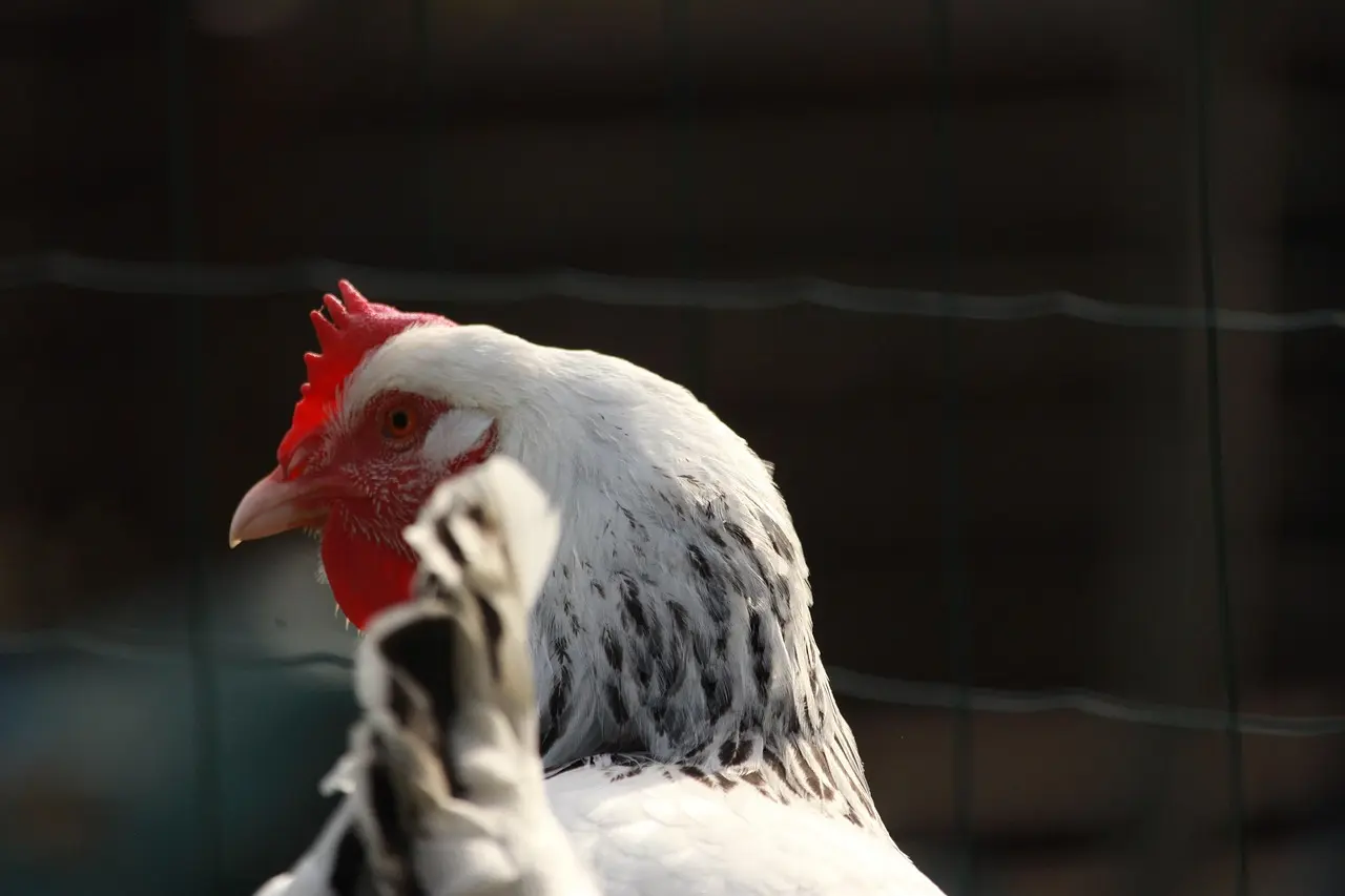 تربية دجاج الساسكس في الصيف: دليل شامل وتجربتي الواقعية للحفاظ على الإنتاج والصحة في الحرارة المرتفعة