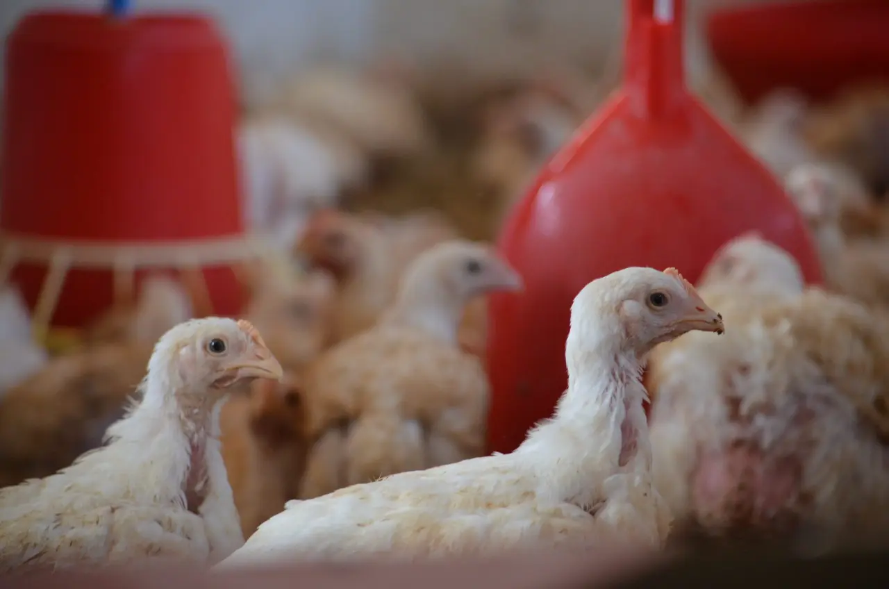 دراسة جدوى دجاج لاحم – مشروع مربح بخطوات عملية