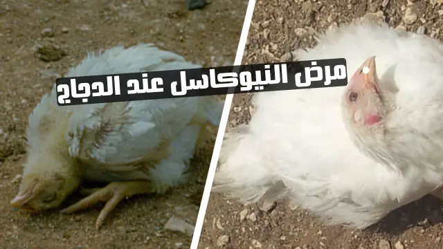 مرض النيوكاسل عند الدجاج — الأسباب، الأعراض، وطرق الوقاية
