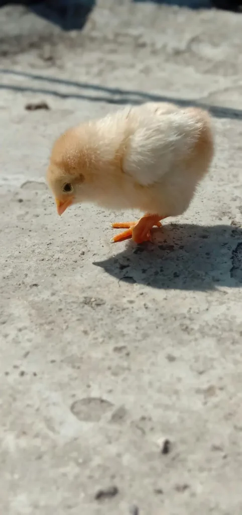 جدول-إضاءة-الدجاج-البياض-حسب-العمر