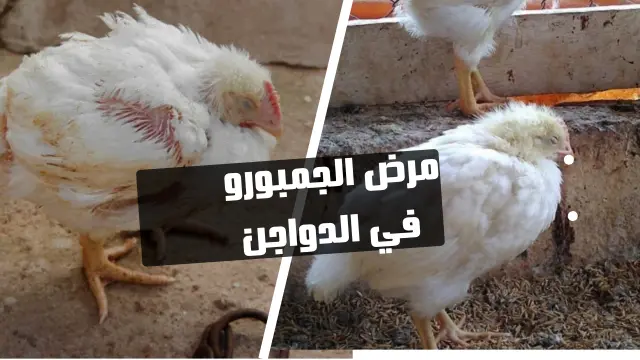 مرض الجمبورو في الدواجن: أسبابه وأعراضه وطرق الوقاية الفعالة لحماية القطيع