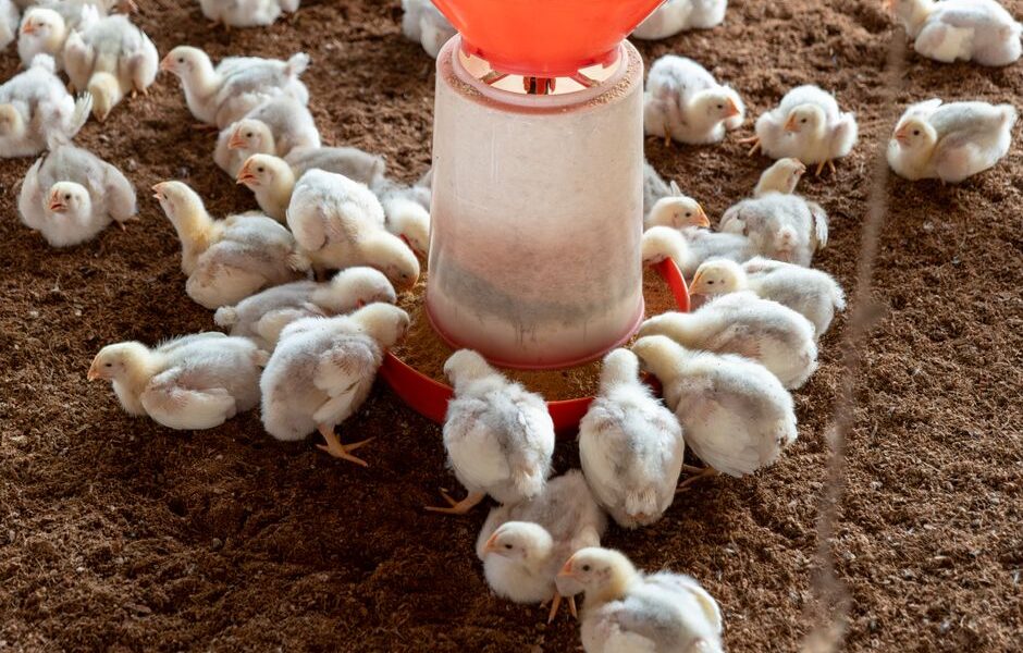 دليل تربية دجاج التسمين للمبتدئين: خطوات عملية من الصفر حتى التسويق نسخ التعبير