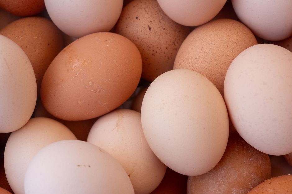 طرق زيادة إنتاج البيض عند الدجاج البلدي: دليل شامل للمربين نسخ التعبير